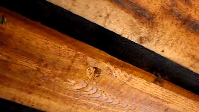 Пчела листорез смотреть онлайн