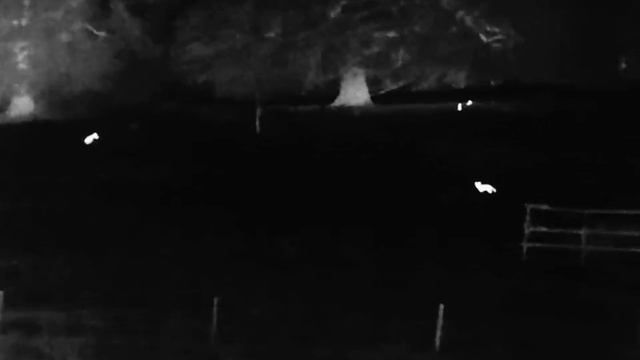 Infiray e6pro v3 смотреть онлайн