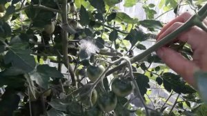 ???ТОМАТ  ((( МАНИСТО ИЗУМРУДНЫЙ)))