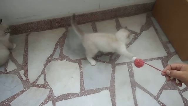 Регдол котенца смотреть онлайн