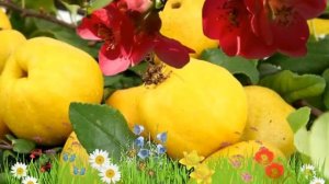 Айва японская (chaenomeles) ? Обзор айвы : посадка и уход. крупномеры айвы : описание и особенности