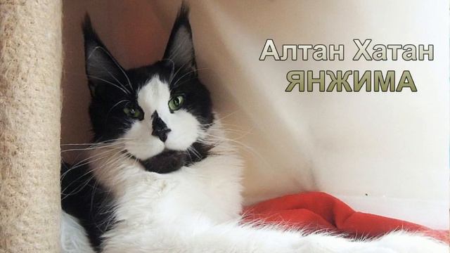 Алтан Хатан - 15 лет! смотреть онлайн