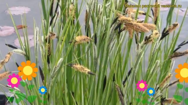 Осока береговая. Краткий обзор, описание характеристик, где купить саженцы carex muskingumensis смотреть онлайн