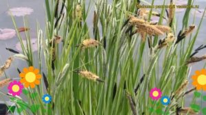 Осока береговая. Краткий обзор, описание характеристик, где купить саженцы carex muskingumensis