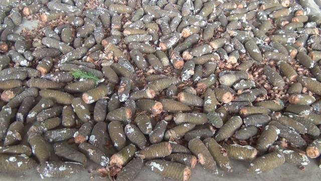 Пихта Собираем семена 2018 смотреть онлайн