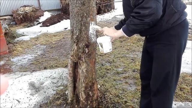 Побелка деревьев весной смотреть онлайн