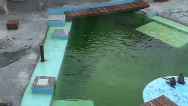 Ижевский зоопарк смотреть онлайн