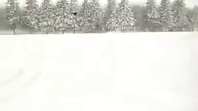 Охота с русскими борзыми на волка в России / www.rhc1887.ru /