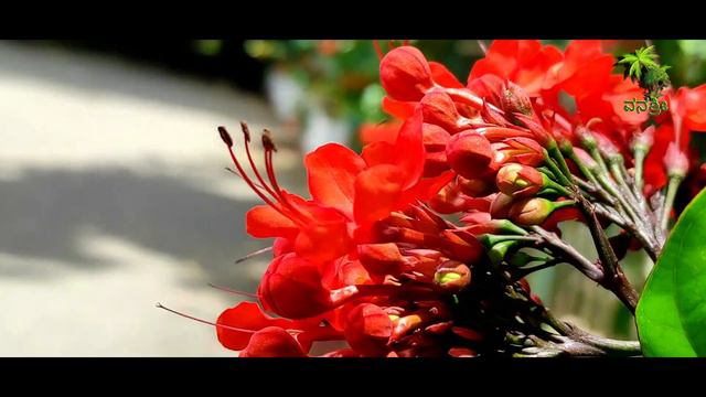 Flowers | 85 | Bleeding heart vine | Clerodendrum thomsoniae | flowers world смотреть онлайн