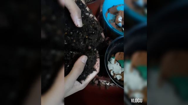 Vlog15 RepotTayo guys Syngonium Margarita or Pink Spot kayo na bahala