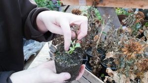 Как сделать однолетние георгины многолетними? Вегетативные и семенные сорта дают клубень)+1 черенок