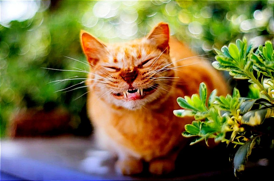 Покажи отличные. Веселые кошки. Котенок улыбается. Смешной кот. Картинки прикольные для настроения.