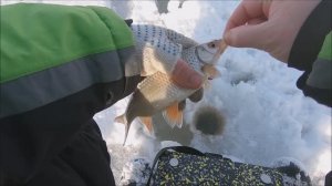 Товарный окунь и плотва на мормышку!