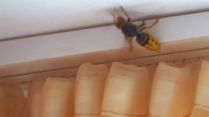 Самая большая оса. Страшная оса залетела в комнату.