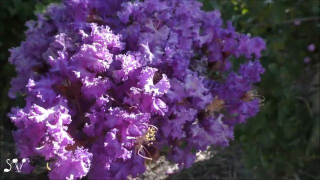 Lagerstroemia / Лагерстрёмия / לגרסטרמיה смотреть онлайн
