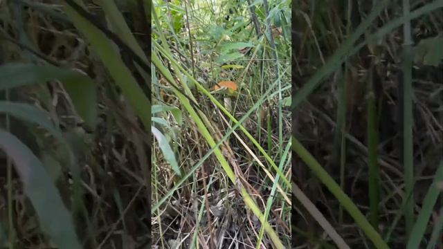 Красавец подосиновик )#грибы #подосиновики #тихаяохота смотреть онлайн