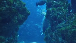 Музыка Океана! The Ocean – Вдохновляющая Музыка Природы!