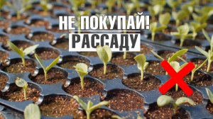 НИКОГДА НЕ ПОКУПАЙТЕ РАССАДУ !!! ГОТОВАЯ РАССАДА ИЛИ СВОЯ РАССАДА !! ЧТО ВЫБРАТЬ?