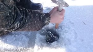 Лысый лиман щука на жерлицу 7.6кг