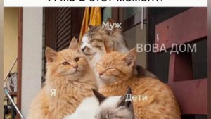 мемы с котами # 1