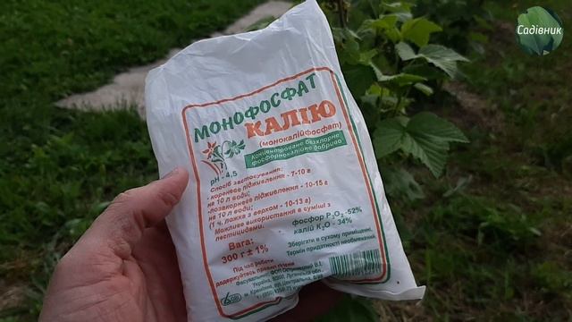 Чим і як підживити смородину для гарного і солодкого врожаю смотреть онлайн