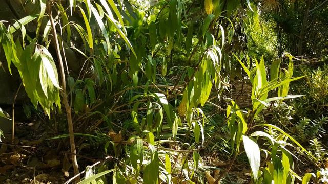 l'entretien du ruellia brittoniana смотреть онлайн