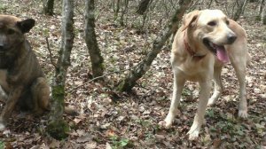 Поиск с четвероногими друзьями.