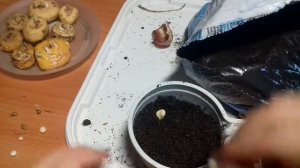 Гладиолусы. Как посадить детки гладиолусов.