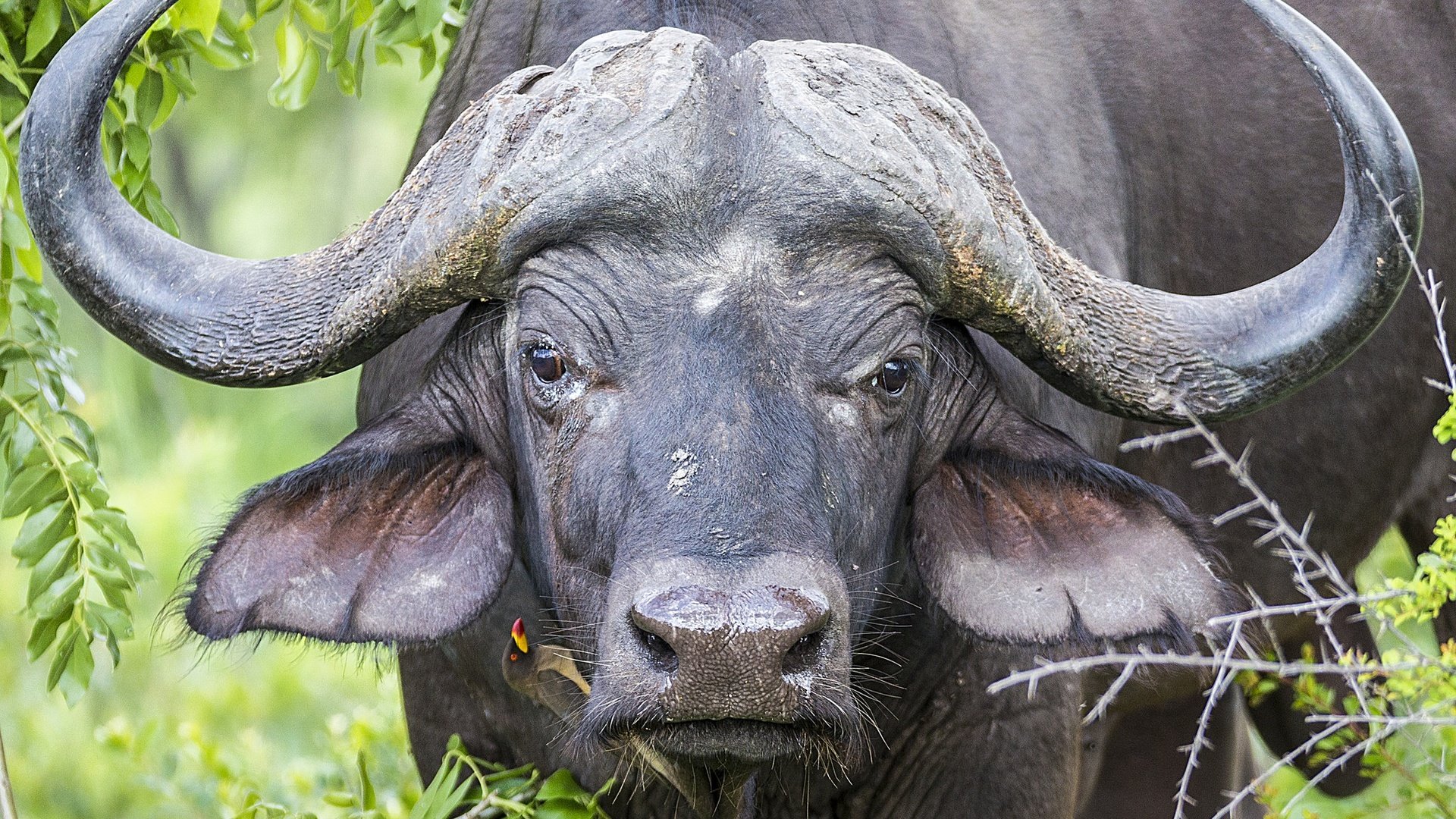 АФРИКАНСКИЙ БУЙВОЛ: Этих быков боятся даже львы | Интересные факты про буйволов и Животных Африки