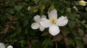 Clématite de montagne 'Grandiflora Alba'