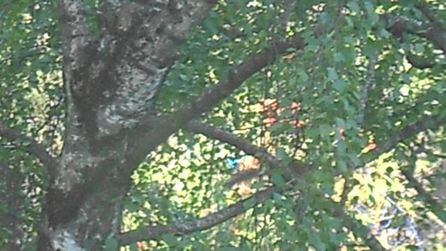 Белочка пришла 18052023 kdjgnkjdg DSCN4290
