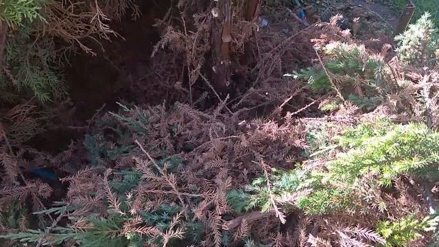 8. Ниваки из китайского можжевельника Stricta.