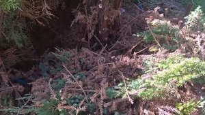 8. Ниваки из китайского можжевельника Stricta.
