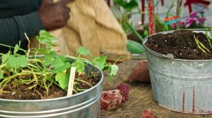 06.Grow Your Own Food Sweet Potatoes (Выращивайте свои виды сладкого картофеля)