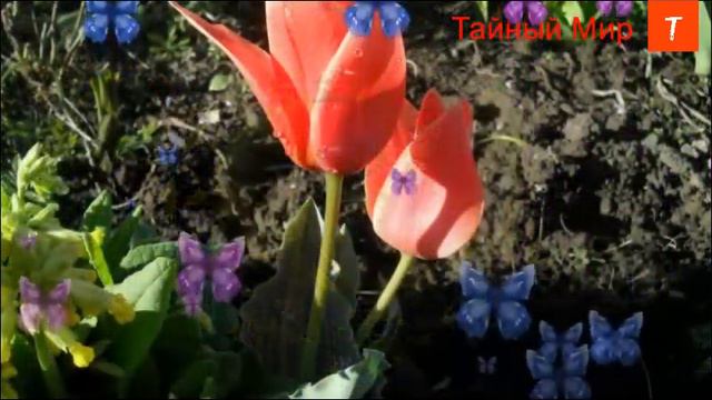 Как лечил Иисус. Рейки 3 смотреть онлайн