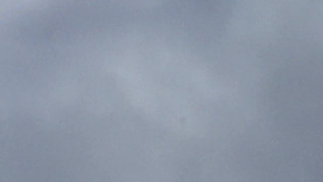 #Pigeons.Бой арм.бойных голубей.часть 3.