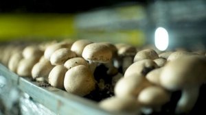 Una historia de éxito con Agaricus Bisporus