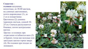 5. КЛЕВЕР ПОЛЗУЧИЙ