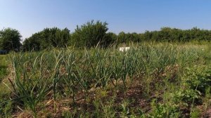 Подкормка чеснока в июне и о чём говорят стрелки