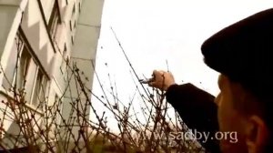 Форзиция. Обрезка кустарников. 13 Автор Николай Рабушко. ©