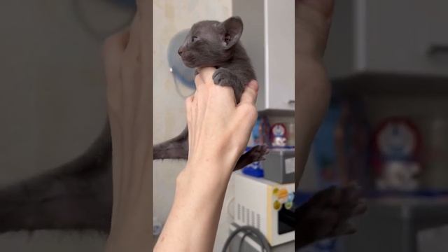 Ориентальная кошка Каприз Души Грация , голубой окрас, возраст 3 недели #ориентальныекотята