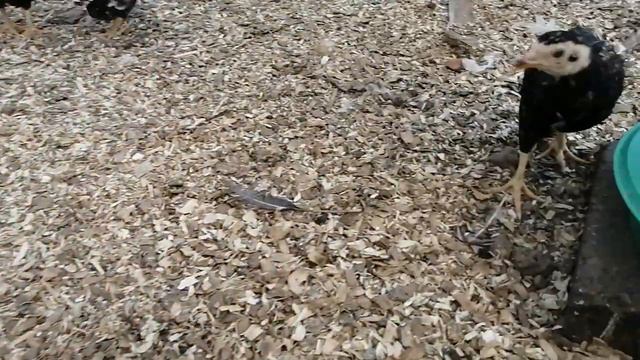 Когда высаживать цыплят из брудера на землю?