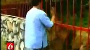 Встреча льва и женщины. После долгой разлуки.