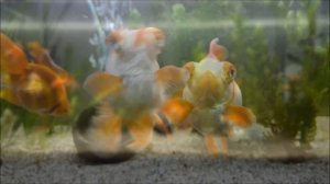 Золотые рыбки растут_ Декабрь 2021