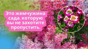 Схизантус, это жемчужина сада, которую вы не захотите пропустить.💐