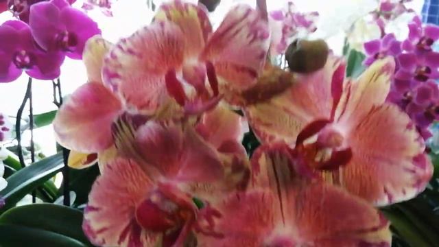 ⁉️Где покупаю свои бабочки🦋🌹, и⁉️какая ГЛАВНАЯ хотелочка сейчас🦋🌸/болталочка/😋(18.02.24) смотреть онлайн