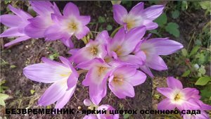 Безвременник- яркий цветок осеннего сада . Цветы цветущие осенью. Безвременник - ядовитый красавец.