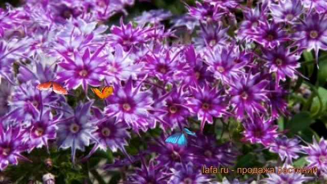 Флокс обыкновенный Блю ? обыкновенный флокс Блю обзор: как сажать, семена флокса Блю смотреть онлайн