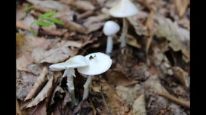 DESTROYING ANGEL