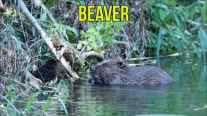 Animals for Kids to Learn - 100 Animals for Kids, Toddlers and Babies in English | Educational Vide